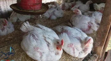 أسعار الدجاج الأبيض والساسو والبيض اليوم الاثنين: هل سيكون لتصاعد التوترات في الخليج تأثير على الأسواق المصرية؟