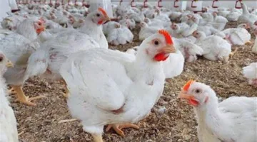 أسعار الدواجن في محافظة الغربية اليوم السبت 14 يونيو 2025