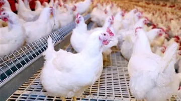 أسعار الدواجن والبيض اليوم الثلاثاء 17 يونيو 2025: 96 جنيهاً للدواجن البلدية