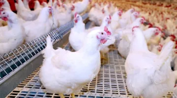 أسعار الدواجن يوم السبت 21 يونيو 2025