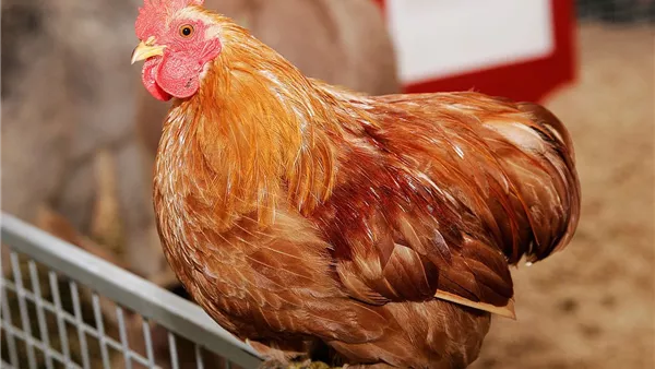 أسعار الفراخ اليوم الخميس تُسجل انخفاضاً: الكيلو بـ85 جنيهاً أسعار الفراخ اليوم الخميس تُسجل انخفاضاً: الكيلو بـ85 جنيهاً