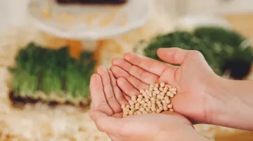 أسهل الطرق لحساب زكاة الزروع والثمار: توضيحات من الإفتاء