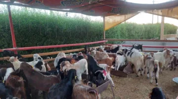 أفضلها البرقي: تصنيفات وتكاليف الأضاحي في جنوب سيناء