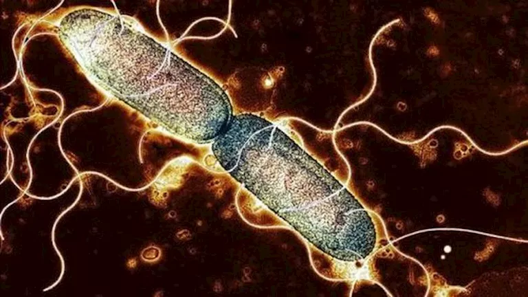 أمريكا: انتشار السالمونيلا في 7 ولايات وسحب 1.7 مليون بيضة من الأسواق أمريكا: انتشار السالمونيلا في 7 ولايات وسحب 1.7 مليون بيضة من الأسواق