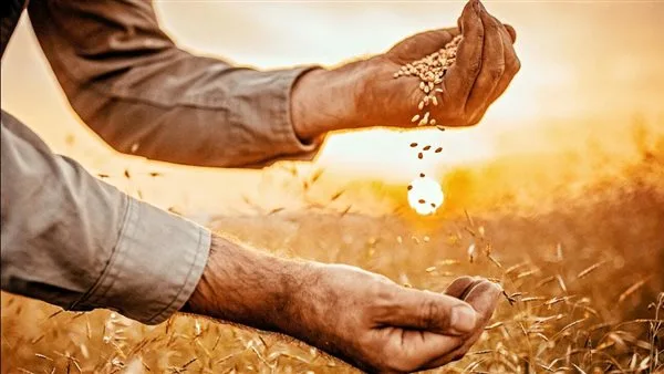 «أنباء مشجعة».. البنك الدولي يعلن عن تقديم دعم جديد للتنمية الزراعية والأمن الغذائي في مصر «أنباء مشجعة».. البنك الدولي يعلن عن تقديم دعم جديد للتنمية الزراعية والأمن الغذائي في مصر