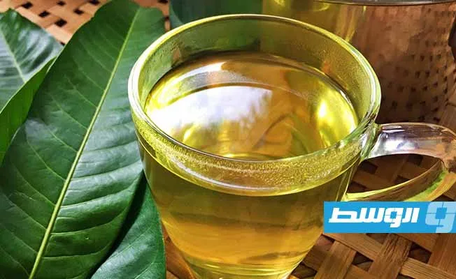 أوراق المانجو: هدية طبيعية تعزز الصحة وتقي من الأمراض أوراق المانجو: هدية طبيعية تعزز الصحة وتقي من الأمراض