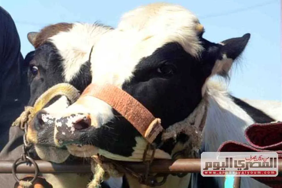 إساءة للناس وخروج عن قيم الإسلام.. دار الإفتاء توضح حكم الذبح في الشوارع للأضاحي. إساءة للناس وخروج عن قيم الإسلام.. دار الإفتاء توضح حكم الذبح في الشوارع للأضاحي.
