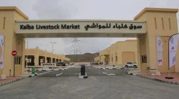 استراتيجية شاملة لتطوير أسواق المواشي في كلباء وخورفكان