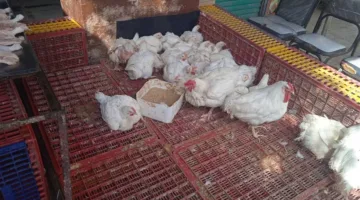 استمرار ثبات أسعار الدواجن والبيض في أسواق المنوفية