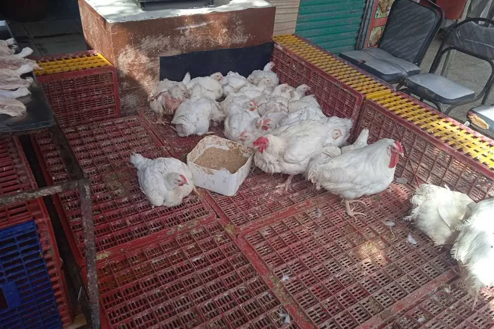 استمرار ثبات أسعار الدواجن والبيض في أسواق المنوفية