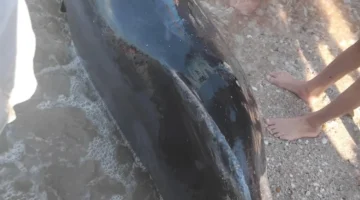 اصطدام مع مركب بحري يؤدي إلى نفوق دولفين زجاجي على شواطئ بورفؤاد