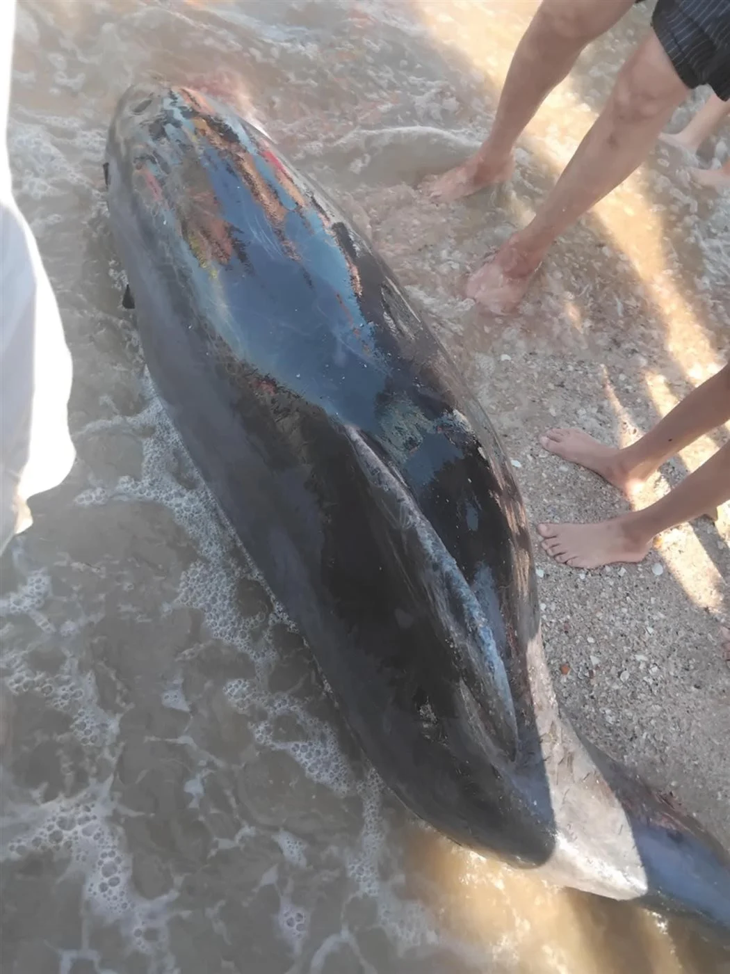 اصطدام مع مركب بحري يؤدي إلى نفوق دولفين زجاجي على شواطئ بورفؤاد اصطدام مع مركب بحري يؤدي إلى نفوق دولفين زجاجي على شواطئ بورفؤاد