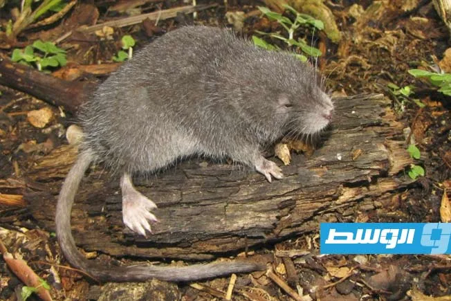اكتشاف نوع جديد من القوارض شبه المائية في بيرو اكتشاف نوع جديد من القوارض شبه المائية في بيرو