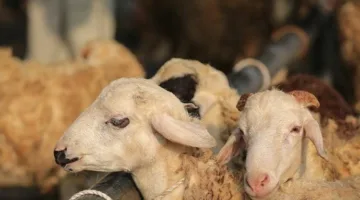 اكتشف استعدادات وزارة الزراعة لاستقبال عيد الأضحى السعيد