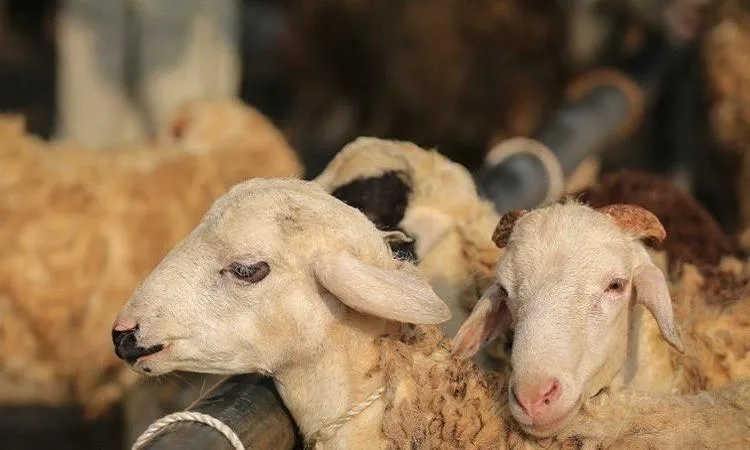اكتشف استعدادات وزارة الزراعة لاستقبال عيد الأضحى السعيد اكتشف استعدادات وزارة الزراعة لاستقبال عيد الأضحى السعيد
