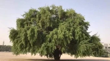 اكتشف حكاية شجرة “ذات أنواط”