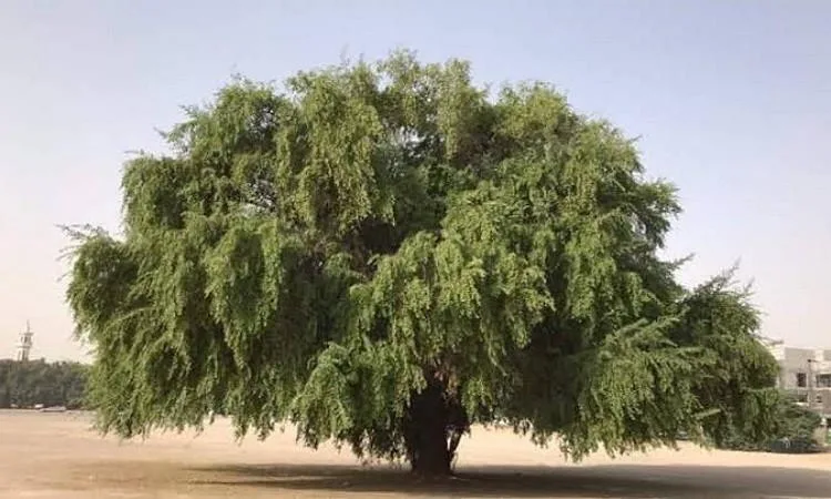 اكتشف حكاية شجرة “ذات أنواط” اكتشف حكاية شجرة “ذات أنواط”