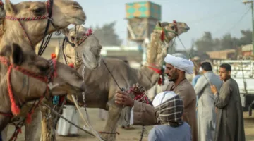 الإبل في مصر: هل تسهم في تنظيم الثروة الحيوانية؟