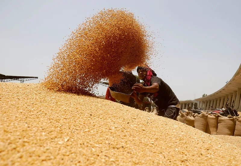 الإحصائيات تكشف: انخفاض 29% في قيمة واردات مصر من القمح خلال الربع الأول