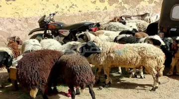 الإفتاء توضح الأفضلية في الأضاحي من بين الأنعام