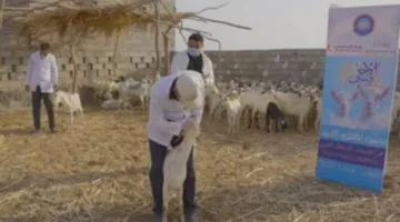 الإمارات تساند مبادرة الأضاحي في محافظتين في اليمن