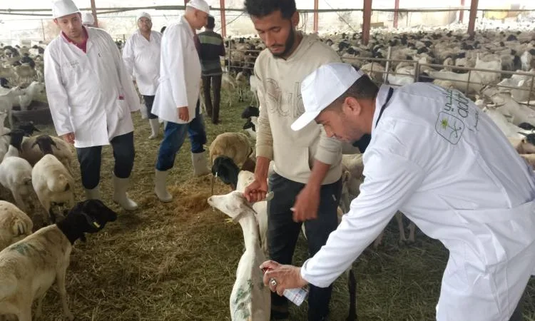 البعثة البيطرية المصرية للهدي تتسلم رسالة تقدير من الجهات السعودية البعثة البيطرية المصرية للهدي تتسلم رسالة تقدير من الجهات السعودية