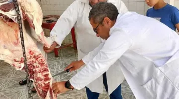البيطري في الشرقية: ذبح 561 أضحية مجاناً في اليوم الثالث من عيد الأضحى