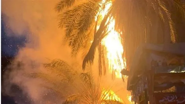 الدفاع المدني يتمكن من إخماد حريق اندلع في نخل بمزلقان قليوب الدفاع المدني يتمكن من إخماد حريق اندلع في نخل بمزلقان قليوب