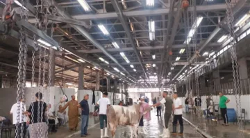 الزراعة: استقبلت المجازر الحكومية أكثر من 34 ألف ذبيحة خلال العيد في كافة المحافظات