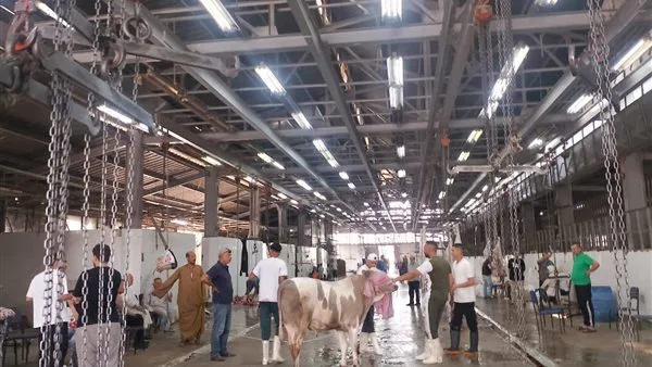 الزراعة: استقبلت المجازر الحكومية أكثر من 34 ألف ذبيحة خلال العيد في كافة المحافظات الزراعة: استقبلت المجازر الحكومية أكثر من 34 ألف ذبيحة خلال العيد في كافة المحافظات