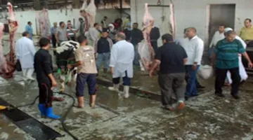 “الزراعة”: المذابح الحكومية استقبلت 34 ألف رأس من الأضاحي خلال عيد الأضحى