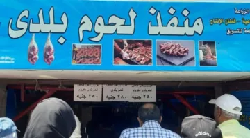 الزراعة تعرض كميات وفيرة من اللحوم المحلية بسعر 270 جنيهًا للكيلو.