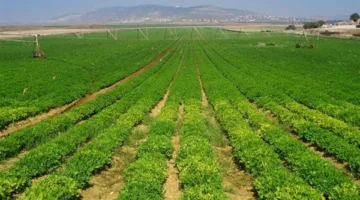 الزراعة في مصر: تطور ملحوظ يعزز الأمن الغذائي