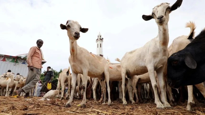 السعودية تشتري أغناماً بقيمة 17.6 مليار ريال خلال 5 سنوات.. نصف الكمية من السودان