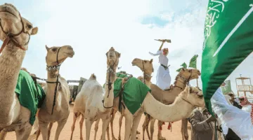 السعودية تعكس تراثها الوطني وتقوي اقتصادها وأمنها الغذائي من خلال أكثر من 2.2 مليون رأس من الإبل.