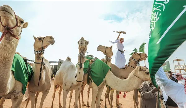 السعودية تعكس تراثها الوطني وتقوي اقتصادها وأمنها الغذائي من خلال أكثر من 2.2 مليون رأس من الإبل. السعودية تعكس تراثها الوطني وتقوي اقتصادها وأمنها الغذائي من خلال أكثر من 2.2 مليون رأس من الإبل.