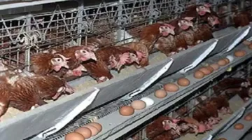 الشعبة: استخدام الطاقة الشمسية في إنتاج الدواجن والبيض سيساهم في استقرار الأسعار