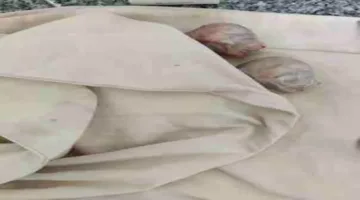 الطب البيطري: إجراء ولادة قيصرية ناجحة لقطّة في الغربية – صور