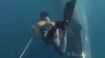 الغواص الصيني ينقذ حوتًا أزرقًا عالقًا بحبل أثناء جولة سياحية في المكسيك