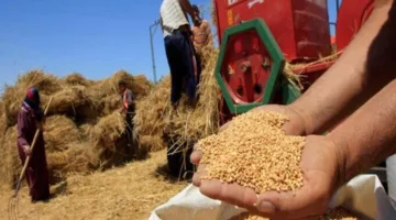 وزير التموين: نتابع المخزون يومياً ونسعى لتحقيق الاكتفاء الذاتي من القمح في غضون خمس سنوات