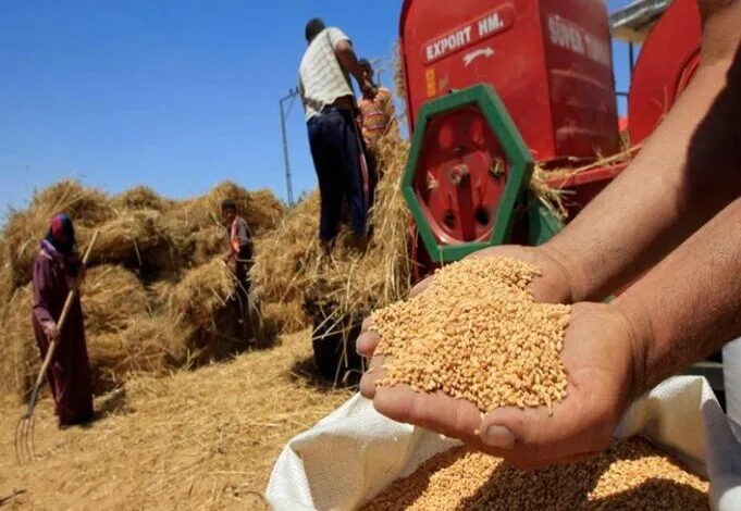 وزير التموين: نتابع المخزون يومياً ونسعى لتحقيق الاكتفاء الذاتي من القمح في غضون خمس سنوات وزير التموين: نتابع المخزون يومياً ونسعى لتحقيق الاكتفاء الذاتي من القمح في غضون خمس سنوات