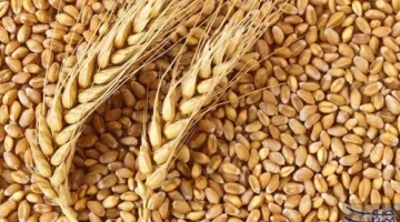 تموين كفر الشيخ: الإمداد بـ 261 ألف طن من القمح حتى الوقت الراهن