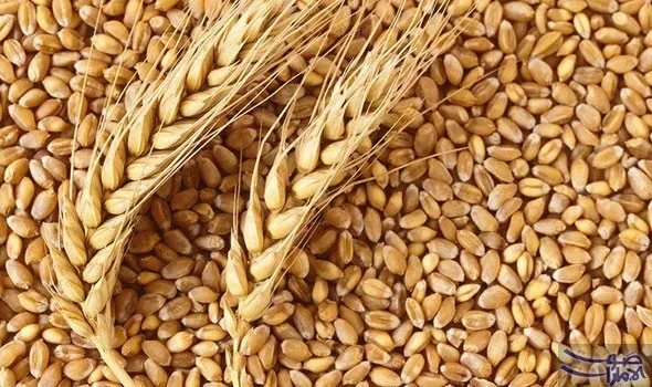 تموين كفر الشيخ: الإمداد بـ 261 ألف طن من القمح حتى الوقت الراهن تموين كفر الشيخ: الإمداد بـ 261 ألف طن من القمح حتى الوقت الراهن