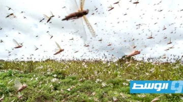المنظمة العالمية للأغذية والزراعة تتوقع استمرار انتشار أسراب الجراد في ليبيا وشمال أفريقيا خلال يونيو ويوليو