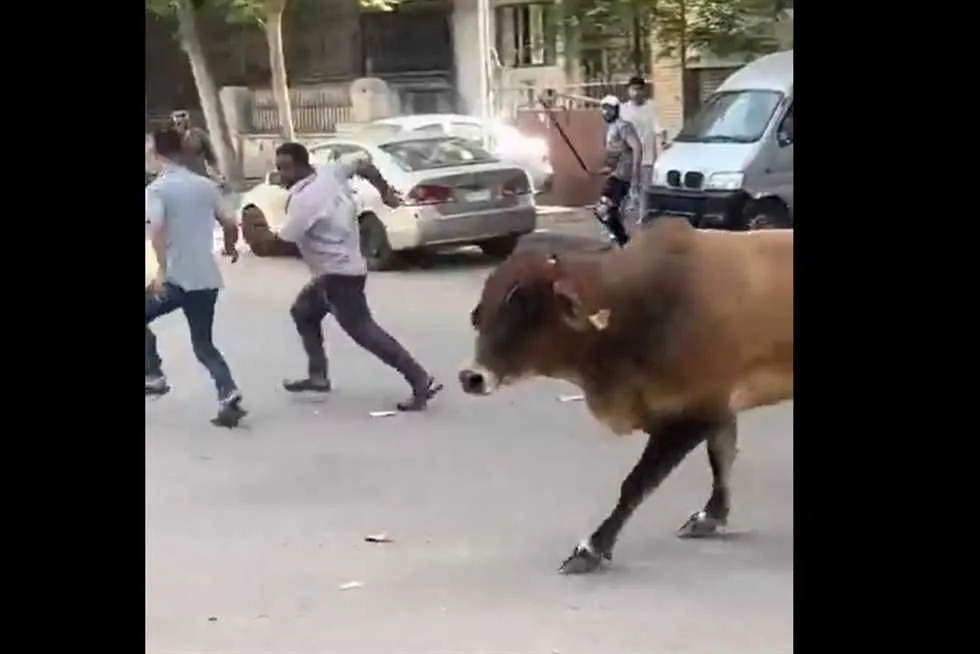 «الهروب العجول» يتصدر الترند في وقت مبكر.. «فقرتي المفضلة خلال العيد» (فيديوهات) «الهروب العجول» يتصدر الترند في وقت مبكر.. «فقرتي المفضلة خلال العيد» (فيديوهات)