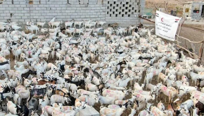 الهلال الأحمر الإماراتي يطلق مبادرة توزيع الأضاحي في حضرموت