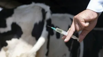 الهيئة البيطرية تراقب أداء غرف تبريد اللقاحات لضمان جودتها وفعاليتها