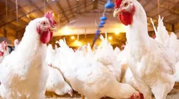 انخفاض أسعار الفراخ والبيض في سوق الدواجن بمطروح اليوم