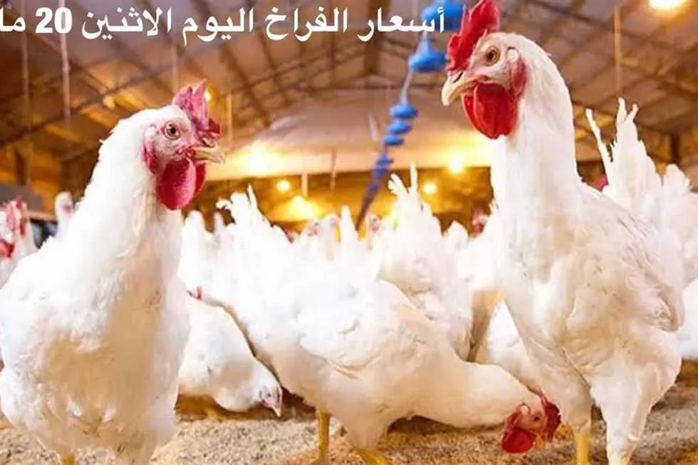 انخفاض أسعار الفراخ والبيض في سوق الدواجن بمطروح اليوم انخفاض أسعار الفراخ والبيض في سوق الدواجن بمطروح اليوم