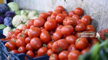بإجراءات حظر الاستيراد، العراق يهدف لتعزيز الزراعة المحلية والحفاظ على استقرار الأسعار